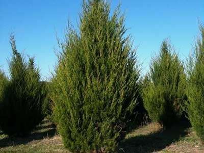 Virginian Cedarwood