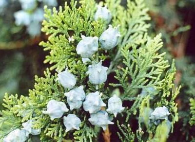 Thuja (Arborvitae)