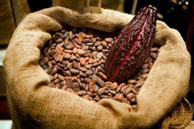 Cacao (Cocoa) CO2 Extract - Image 3