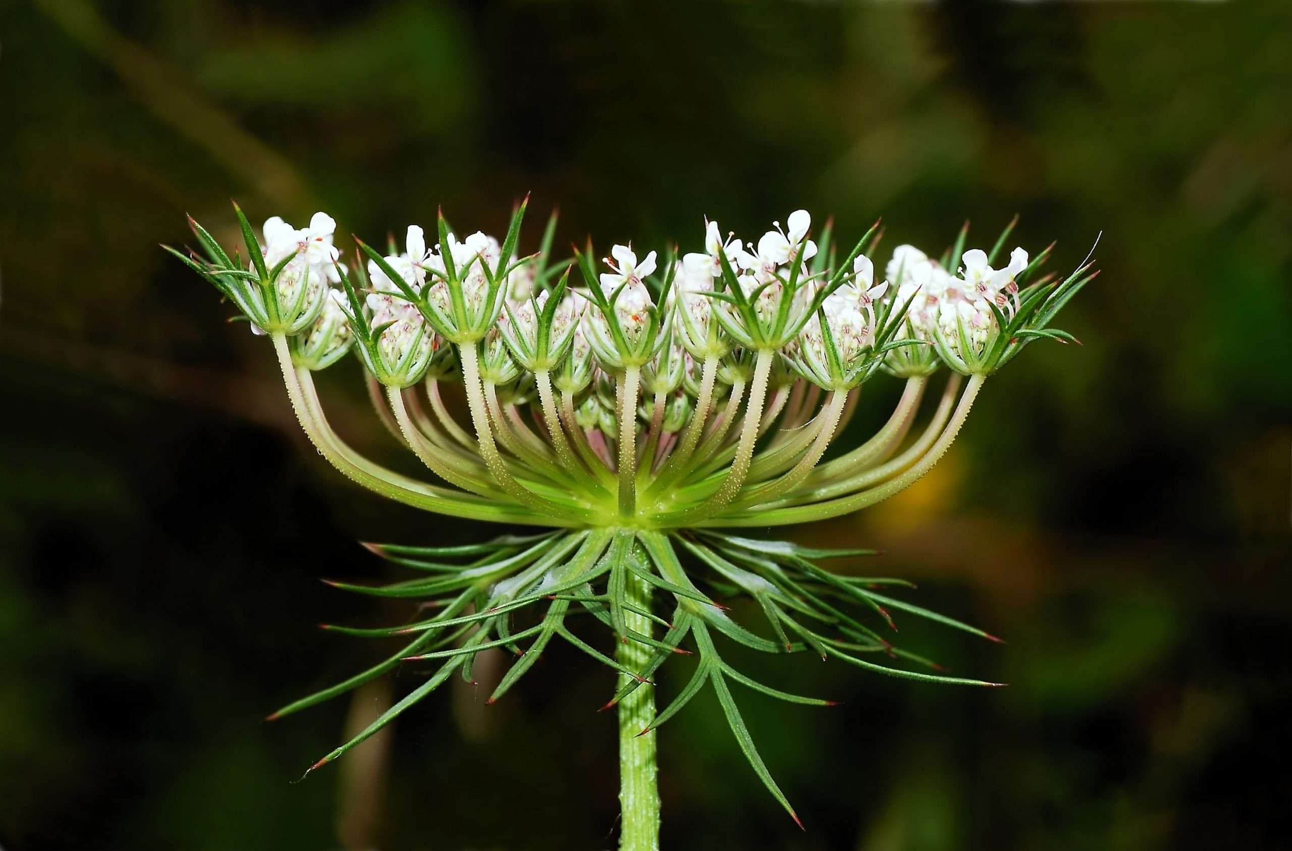Carrot Seed (CO2) - Image 2