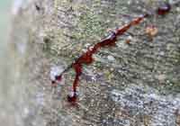 Dragon's Blood - Image 2
