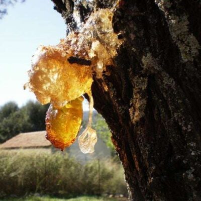Elemi
