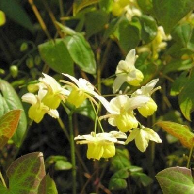 Ultrasonic Epimedium Tincture (Horny Goat Weed)