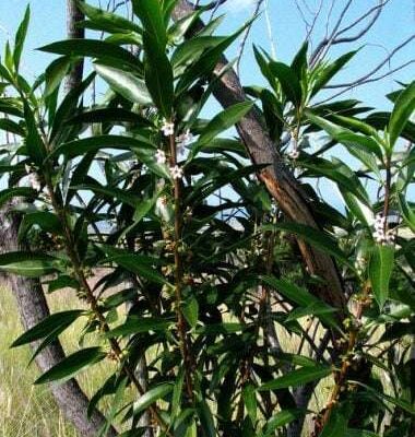 Sandalwood Hydrosol