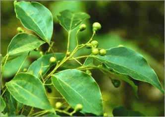 Ravintsara (Ho Leaf)