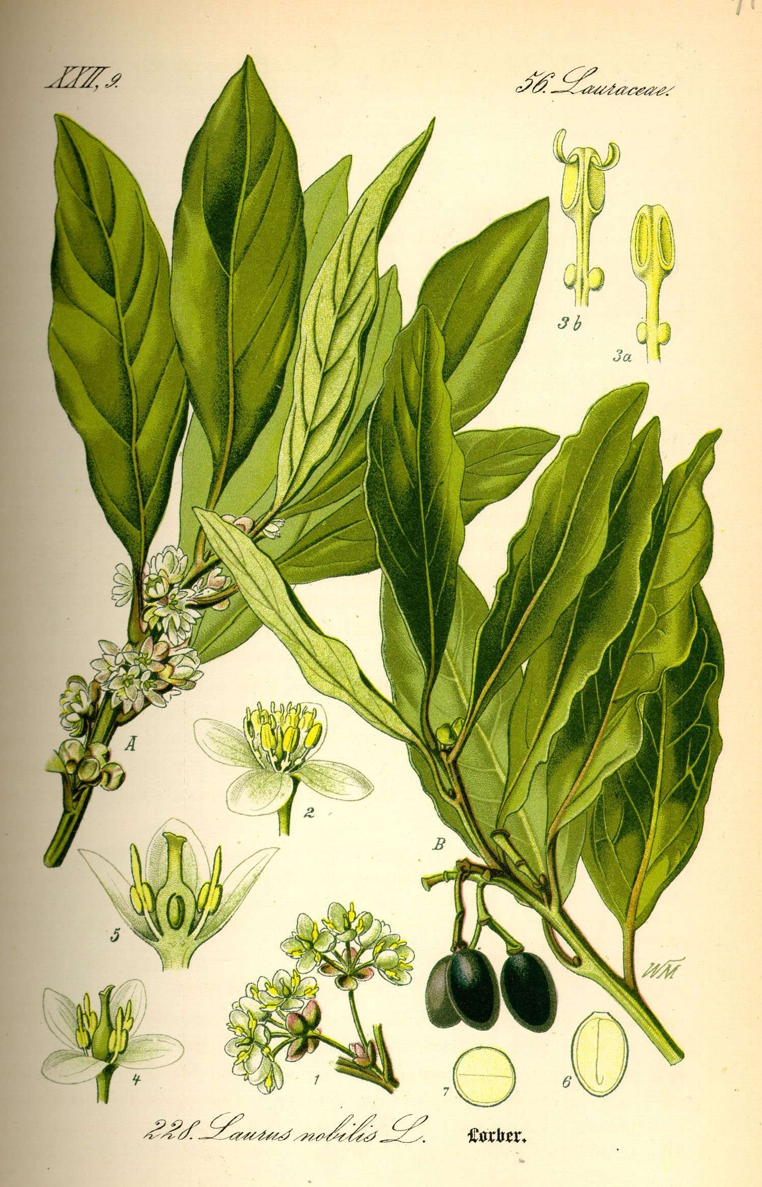 Laurel Leaf - Image 2