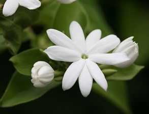 Jasmine Sambac Absolute