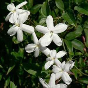 Jasmine Super Perfume
