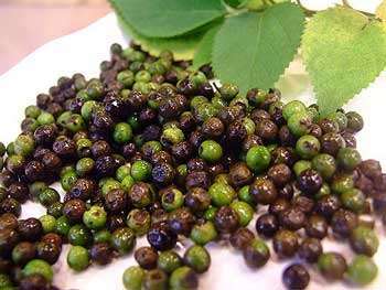 Litsea Cubeba (May Chang)