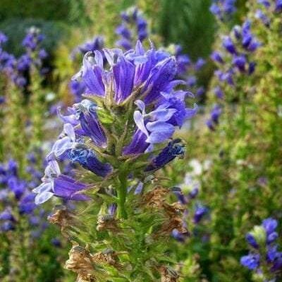 Ultrasonic Lobelia Tincture