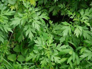 Mugwort (Armoise) - Image 2