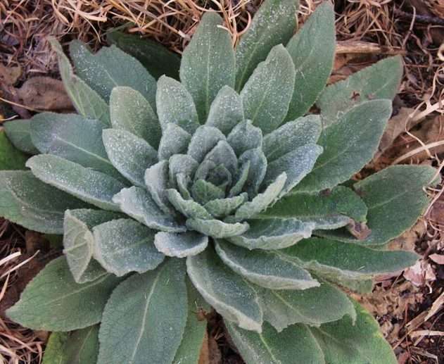 Ultrasonic Mullein Tincture - Image 2