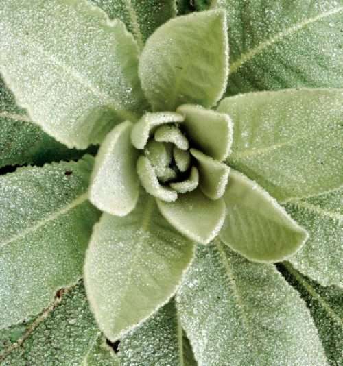 Ultrasonic Mullein Tincture