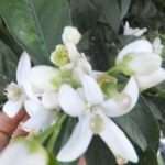 Neroli