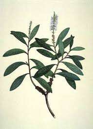 Nerolina - Image 3