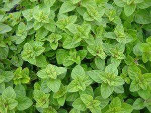 Oregano - Image 2