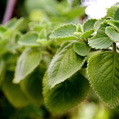 Spanish Marjoram