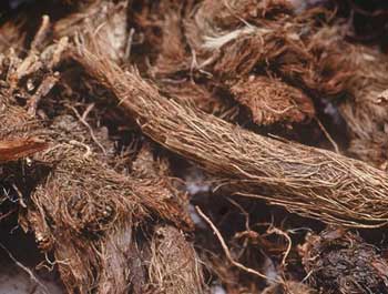Spikenard (Jatamansi)