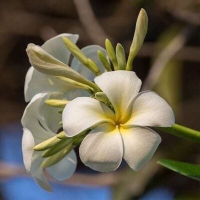 Plumeria Absolute (Frangipani Absolute)