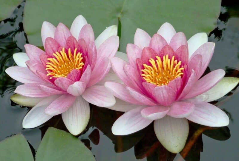 Pink Lotus Absolute | Premium Aromatic | EOW