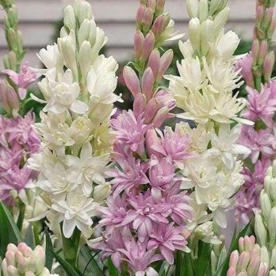 Tuberose Absolute