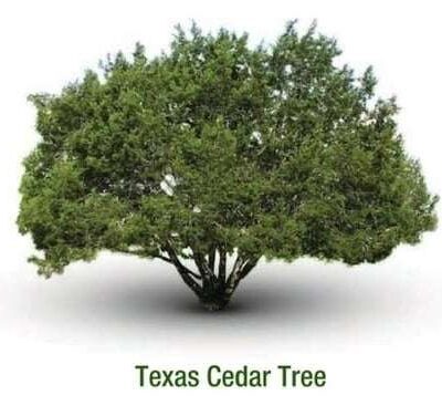 Texas Cedar