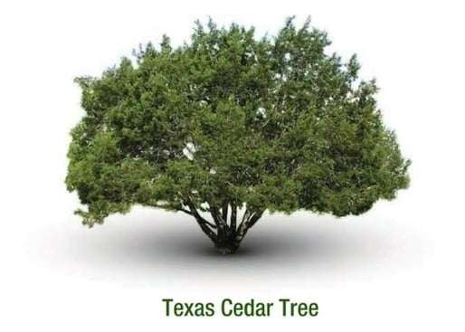 Texas Cedar