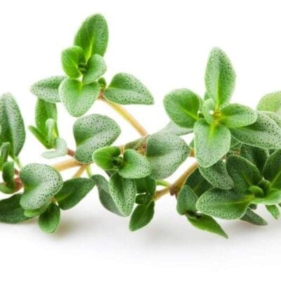 Thyme