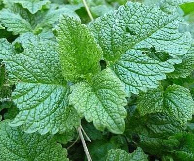 Lemon Balm Hydrosol (Melissa Hydrosol)