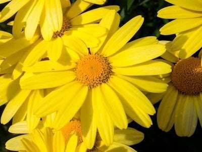 Arnica Oil (CO2) - Image 2