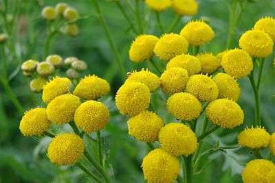 Blue Tansy