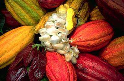 Cacao Absolute - Image 2