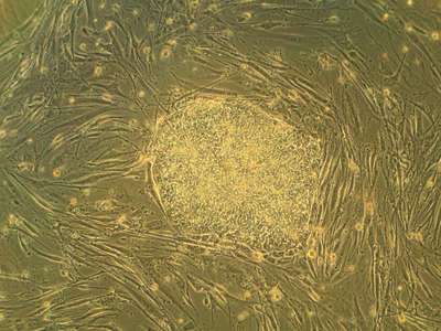 Cellular Restore