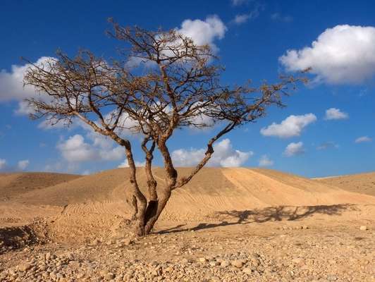 Frankincense Sacra (Royal Frankincense) - Image 2