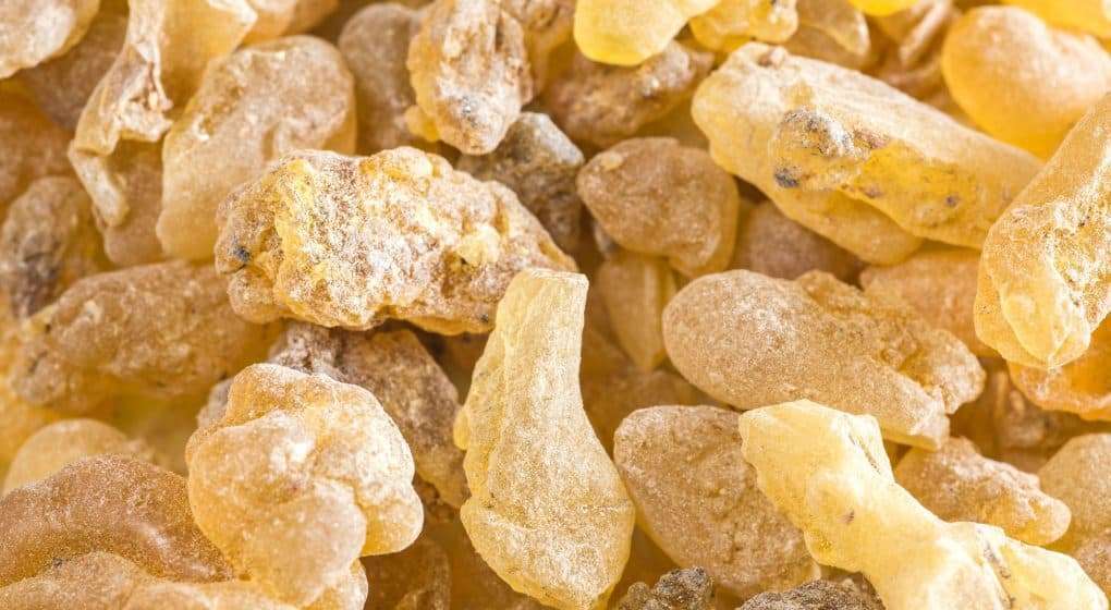 Frankincense Frereana