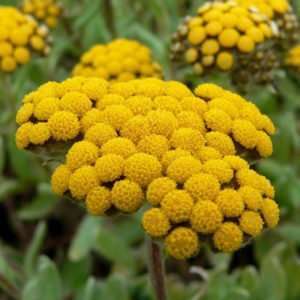 Helichrysum Hydrosol