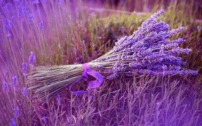 Lavender Essential Oil Set