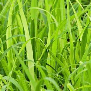 Lemongrass - Image 2