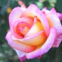 Rose Perfume