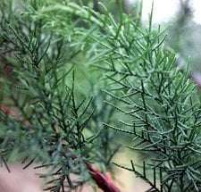 Chinese Cedar