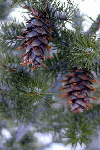 Giant Fir (Grand Fir) - Image 4
