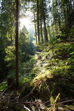 Giant Fir (Grand Fir) - Image 2