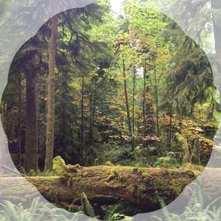 Giant Fir (Grand Fir)
