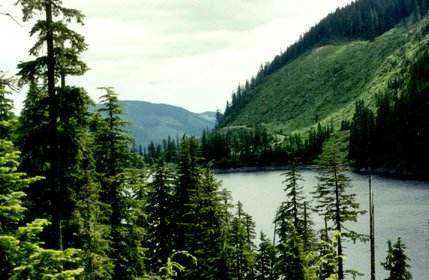 Giant Fir (Grand Fir) - Image 3