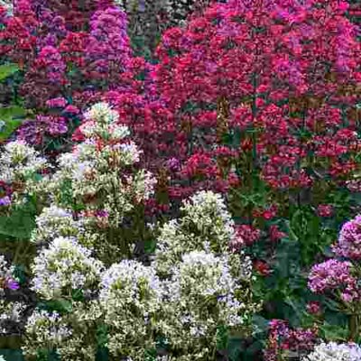 Valerian Root