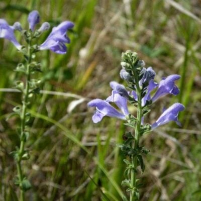 Ultrasonic Skullcap Tincture