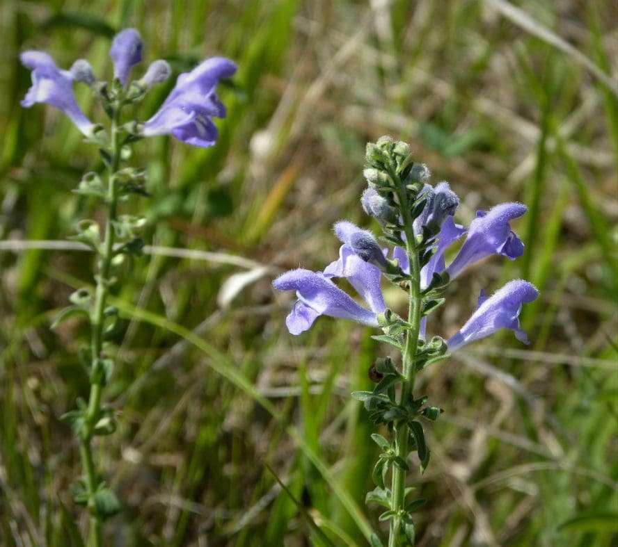 Ultrasonic Skullcap Tincture