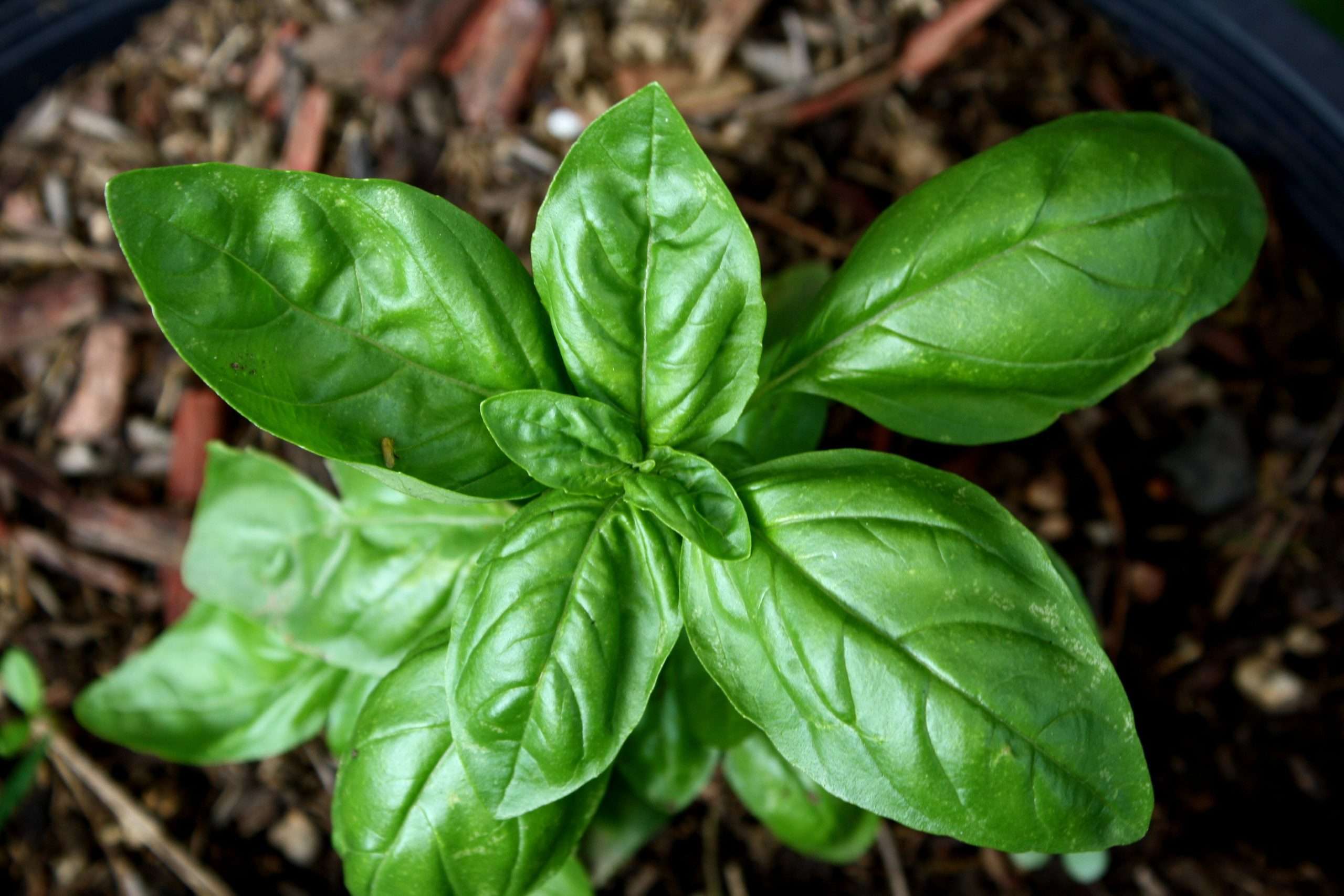 Sweet Basil - Image 2