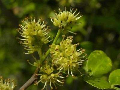 Zanthoxylum - Image 2