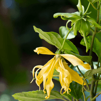 Cananga
